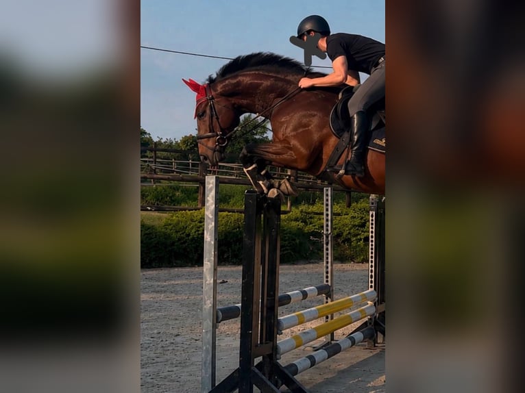 Koń westfalski Wałach 4 lat 168 cm Gniada in Schermbeck