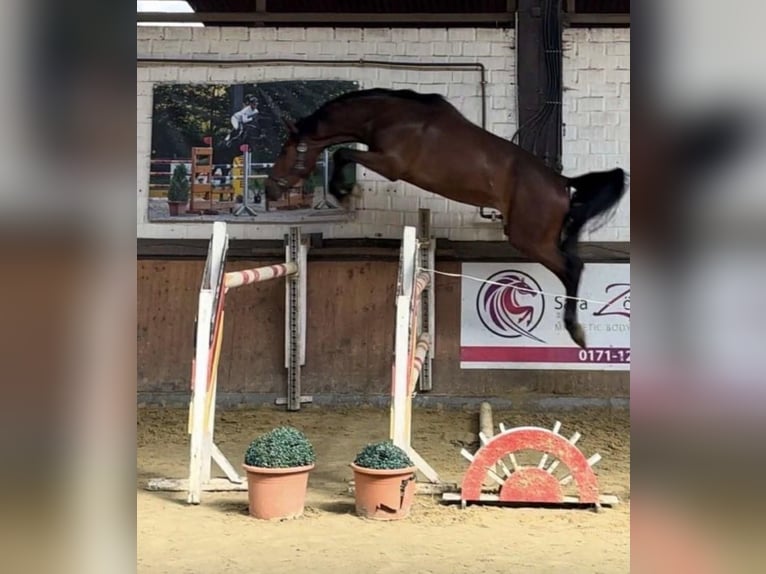 Koń westfalski Wałach 4 lat 168 cm Gniada in Schermbeck