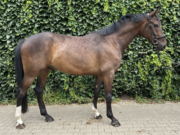 Koń westfalski Wałach 4 lat 168 cm Gniada in Rees