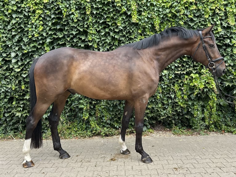 Koń westfalski Wałach 4 lat 168 cm Gniada in Rees