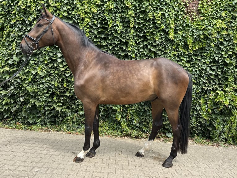 Koń westfalski Wałach 4 lat 168 cm Gniada in Rees