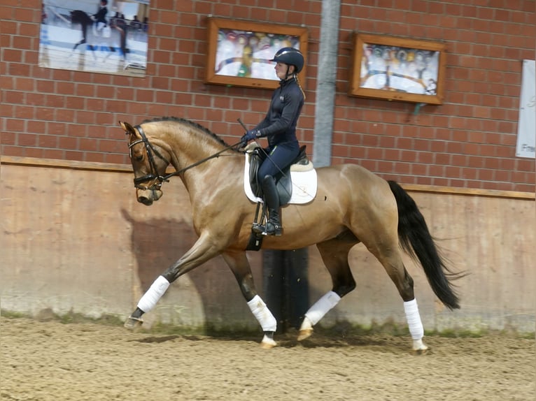 Koń westfalski Wałach 4 lat 168 cm Gniada in Paderborn