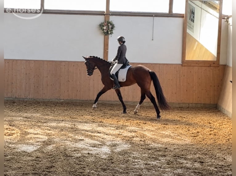 Koń westfalski Wałach 4 lat 168 cm Gniada in Marienheide