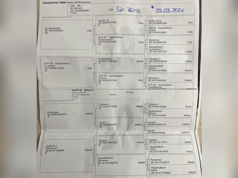 Koń westfalski Wałach 4 lat 168 cm Kasztanowata in Büren Koń westfalski Wałach 4 lat 168 cm Kasztanowata in Büren