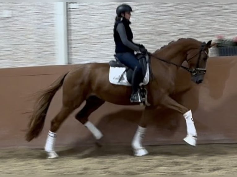 Koń westfalski Wałach 4 lat 168 cm Kasztanowata in Wehringen