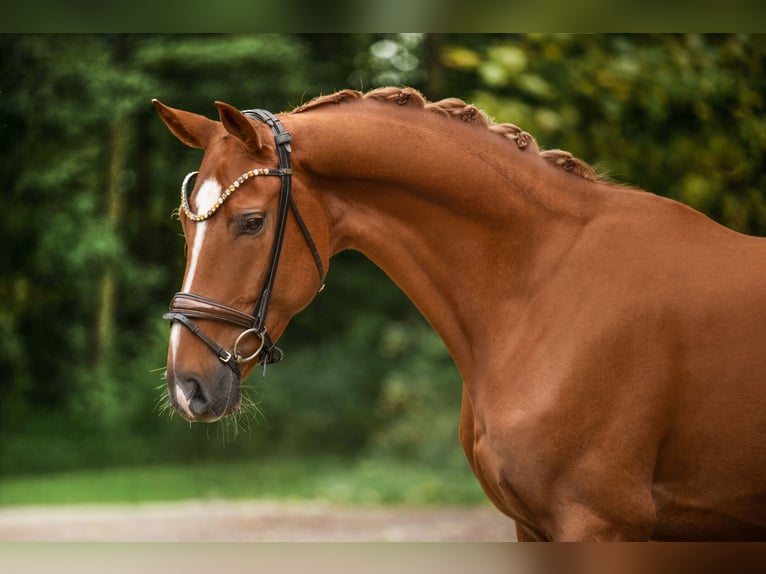 Koń westfalski Wałach 4 lat 168 cm Kasztanowata in Wehringen