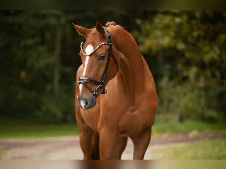 Koń westfalski Wałach 4 lat 168 cm Kasztanowata in Wehringen