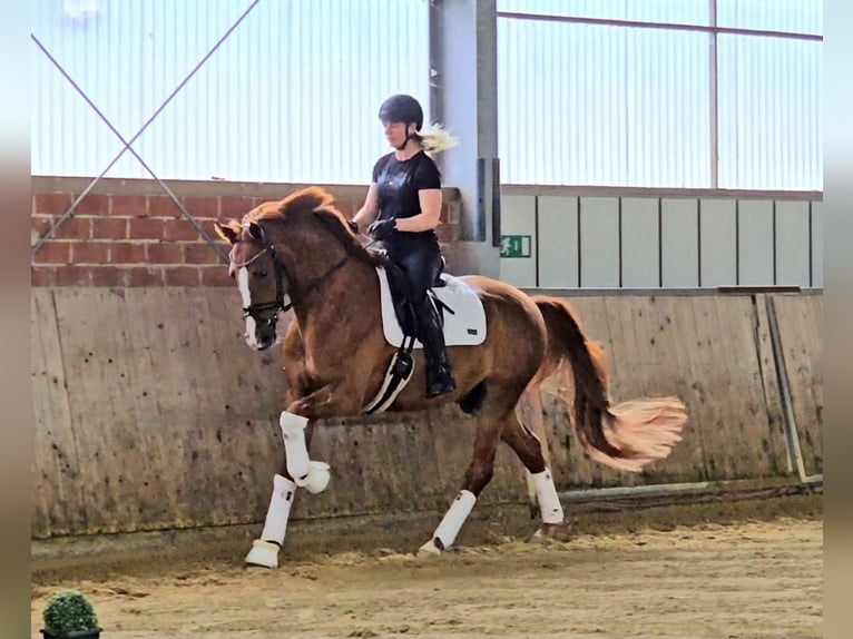 Koń westfalski Wałach 4 lat 168 cm Kasztanowata in Warendorf
