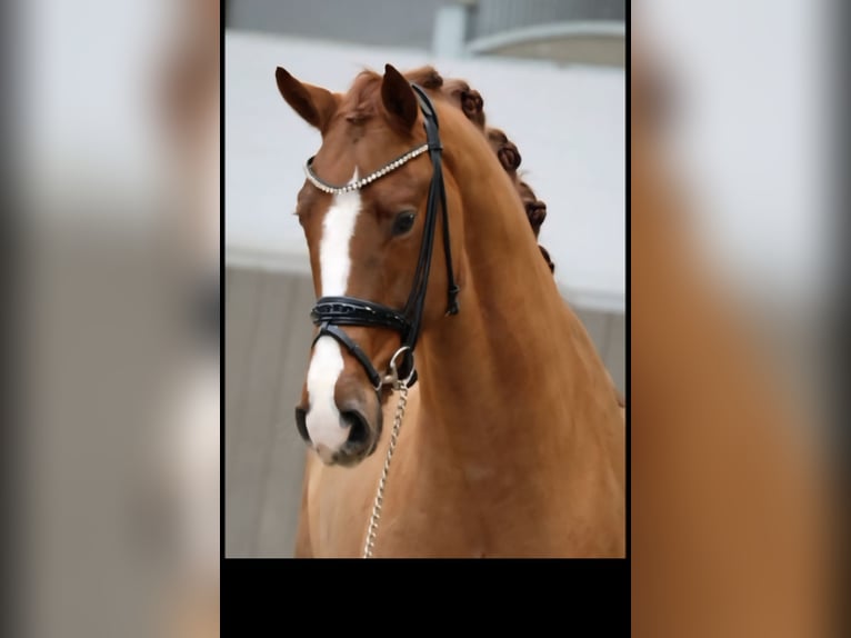 Koń westfalski Wałach 4 lat 168 cm Kasztanowata in Warendorf