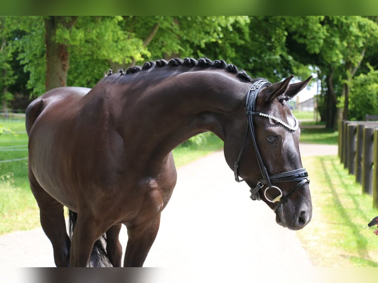 Koń westfalski Wałach 4 lat 169 cm Kara in Recke, bei Osnabr&#xFC;ck