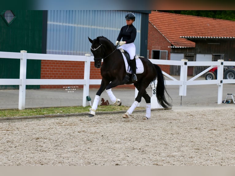 Koń westfalski Wałach 4 lat 169 cm Kara in Recke, bei Osnabr&#xFC;ck