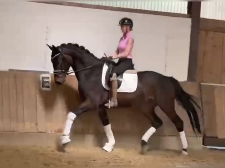 Koń westfalski Wałach 4 lat 169 cm Skarogniada in Bielefeld Koń westfalski Wałach 4 lat 169 cm Skarogniada in Bielefeld