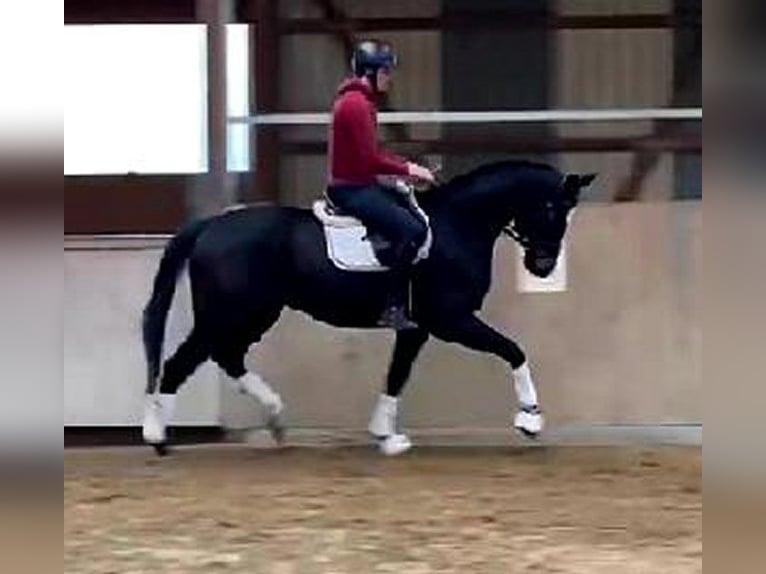 Koń westfalski Wałach 4 lat 169 cm Skarogniada in Heemsloh