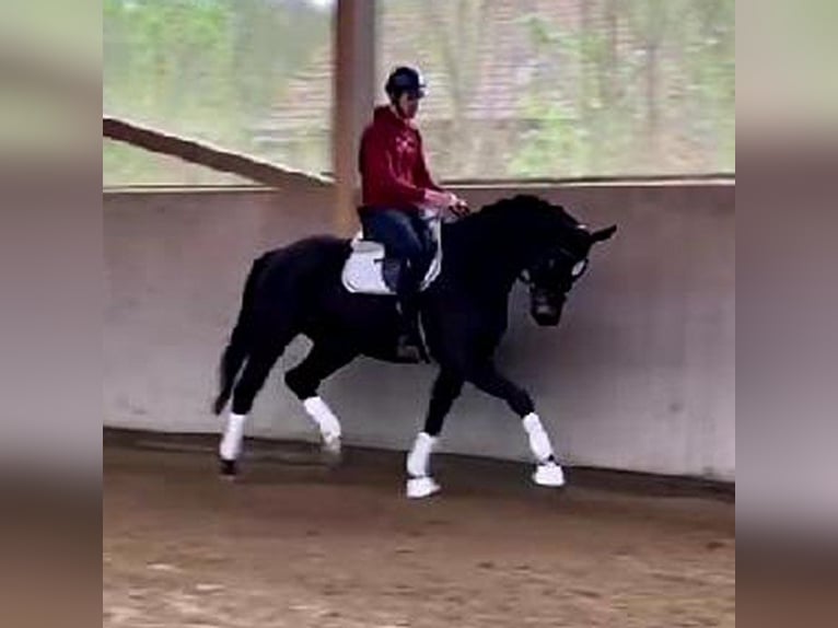 Koń westfalski Wałach 4 lat 169 cm Skarogniada in Heemsloh