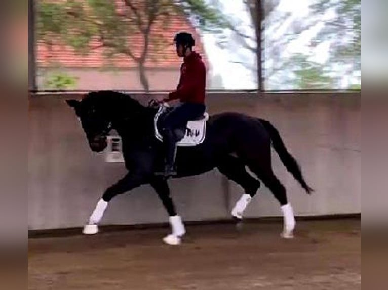 Koń westfalski Wałach 4 lat 169 cm Skarogniada in Heemsloh