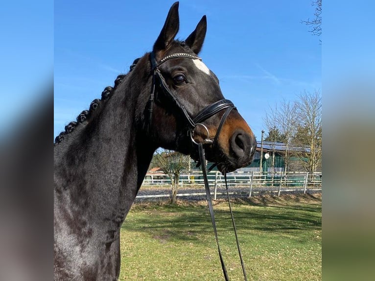 Koń westfalski Wałach 4 lat 169 cm Skarogniada in Heemsloh