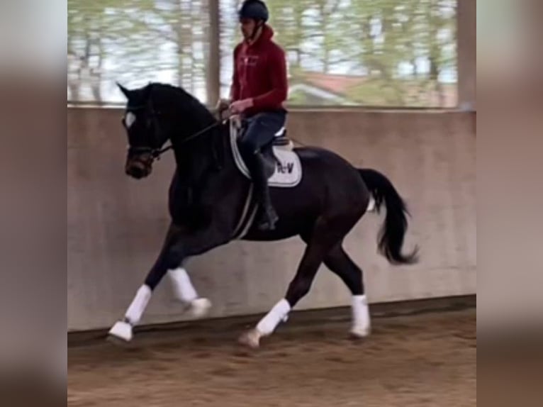 Koń westfalski Wałach 4 lat 169 cm Skarogniada in Heemsloh