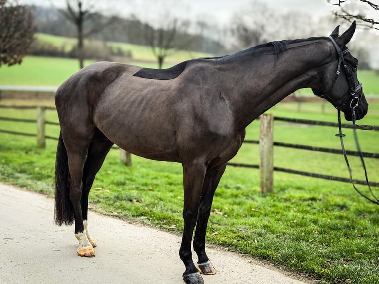 Koń westfalski Wałach 4 lat 170 cm Ciemnogniada in Barntrup