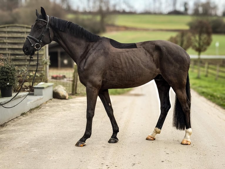 Koń westfalski Wałach 4 lat 170 cm Ciemnogniada in Barntrup
