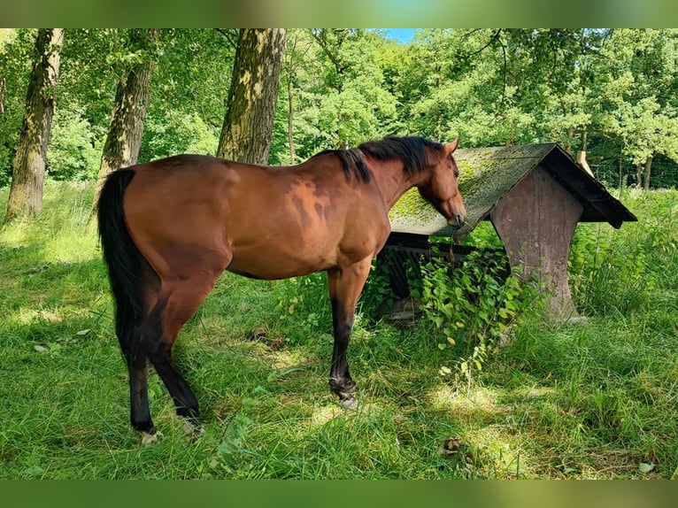 Koń westfalski Wałach 4 lat 170 cm Gniada in Selm