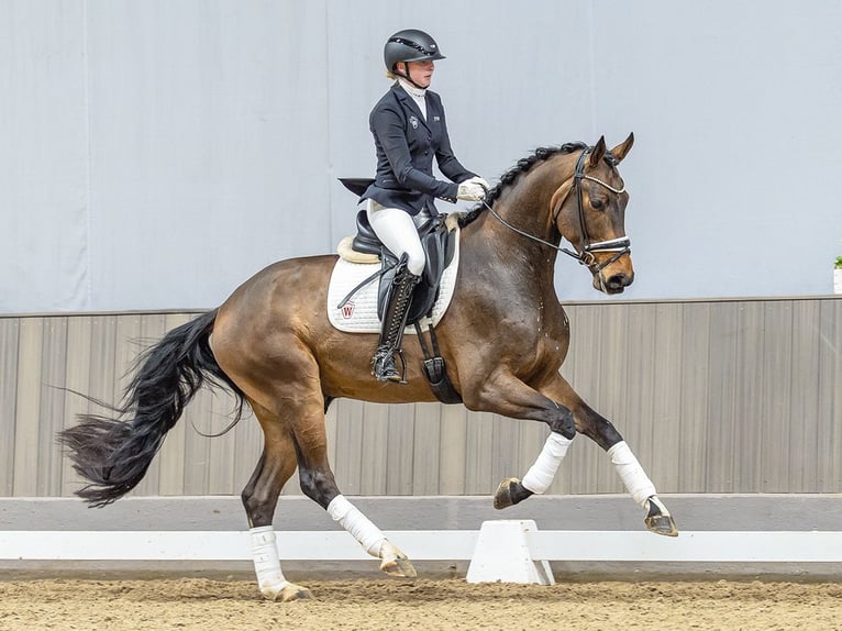 Koń westfalski Wałach 4 lat 170 cm Gniada in Münster-Handorf