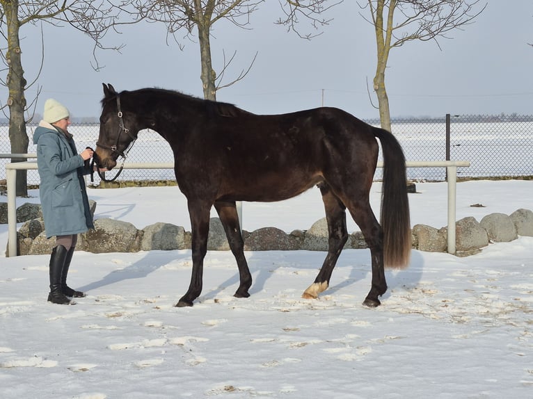 Koń westfalski Wałach 4 lat 170 cm Gniada in Nasielsk