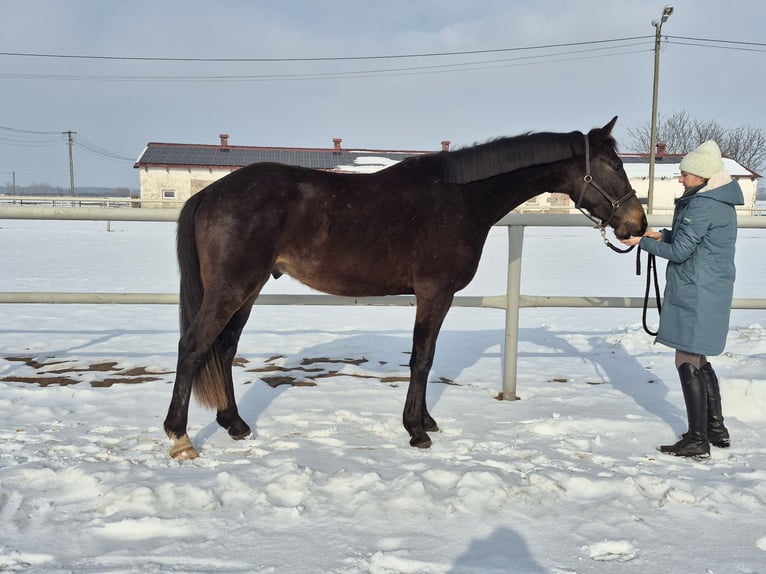 Koń westfalski Wałach 4 lat 170 cm Gniada in Nasielsk