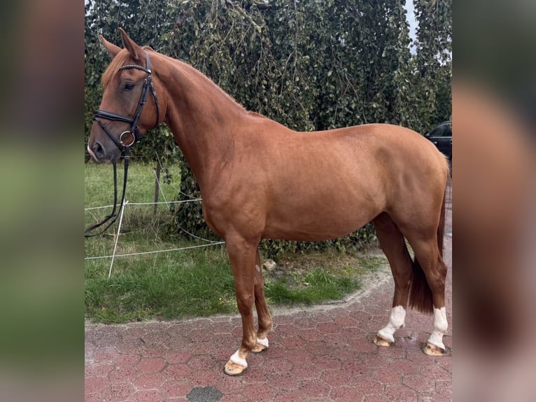 Koń westfalski Wałach 4 lat 170 cm Kasztanowata in Münster