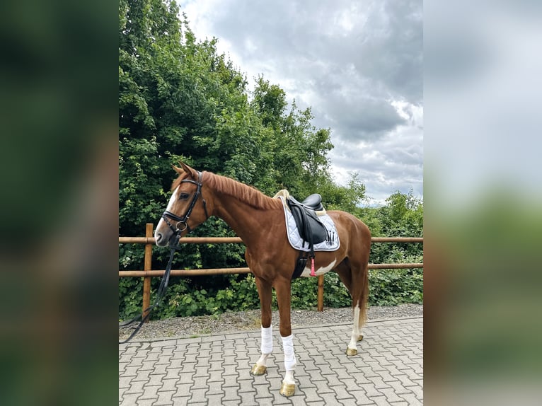 Koń westfalski Wałach 4 lat 170 cm Kasztanowata in Wermelskirchen