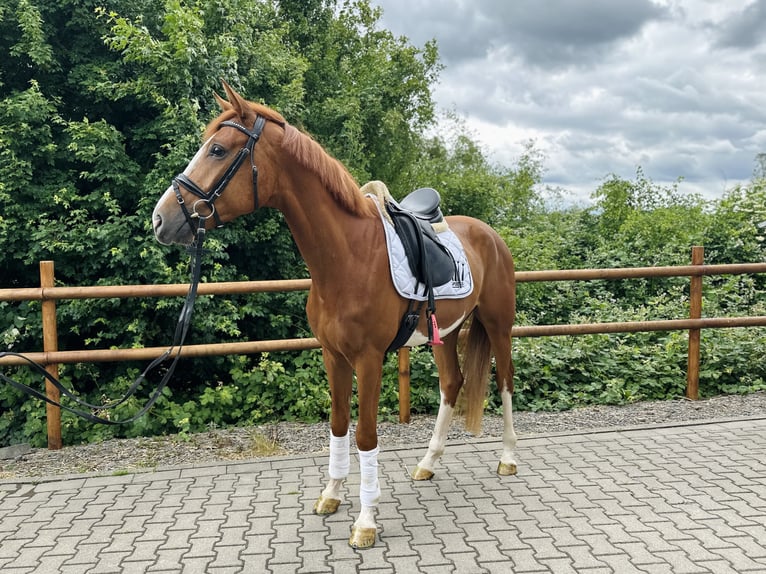Koń westfalski Wałach 4 lat 170 cm Kasztanowata in Wermelskirchen