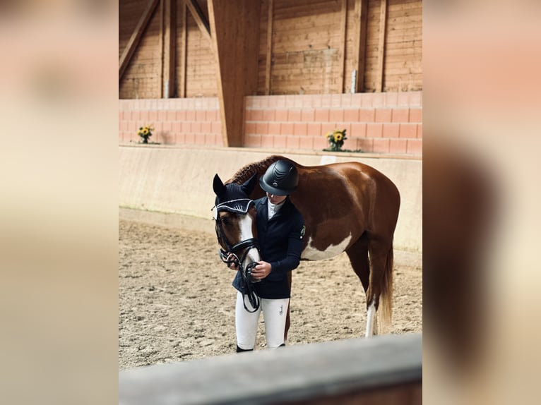 Koń westfalski Wałach 4 lat 170 cm Kasztanowata in Wermelskirchen
