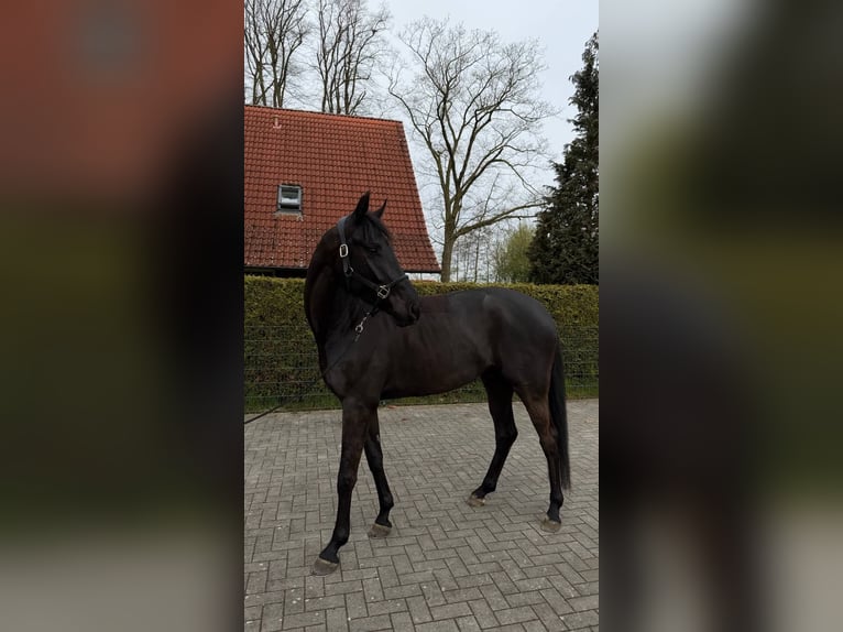 Koń westfalski Wałach 4 lat 170 cm Skarogniada in Hörstel