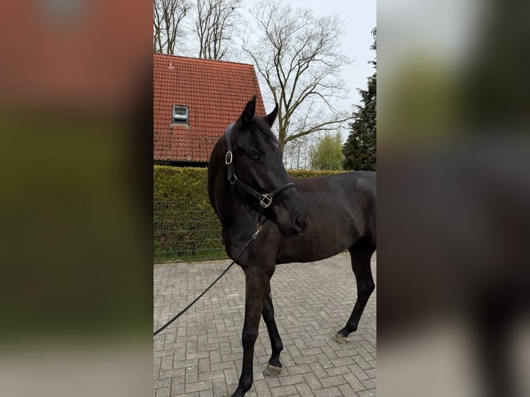 Koń westfalski Wałach 4 lat 170 cm Skarogniada in Hörstel