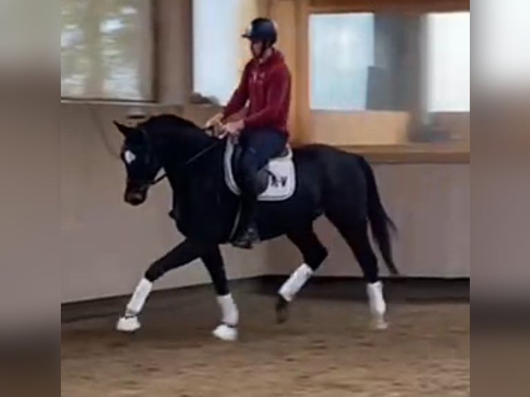 Koń westfalski Wałach 4 lat 170 cm Skarogniada in Telgte