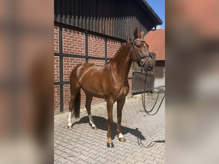 Koń westfalski Wałach 4 lat 171 cm Kasztanowata in Telgte