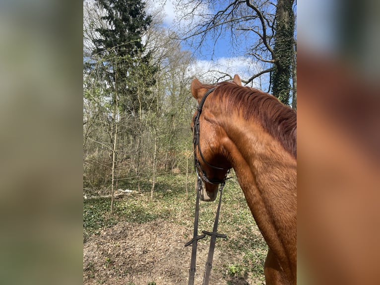 Koń westfalski Wałach 4 lat 171 cm Kasztanowata in Versmold