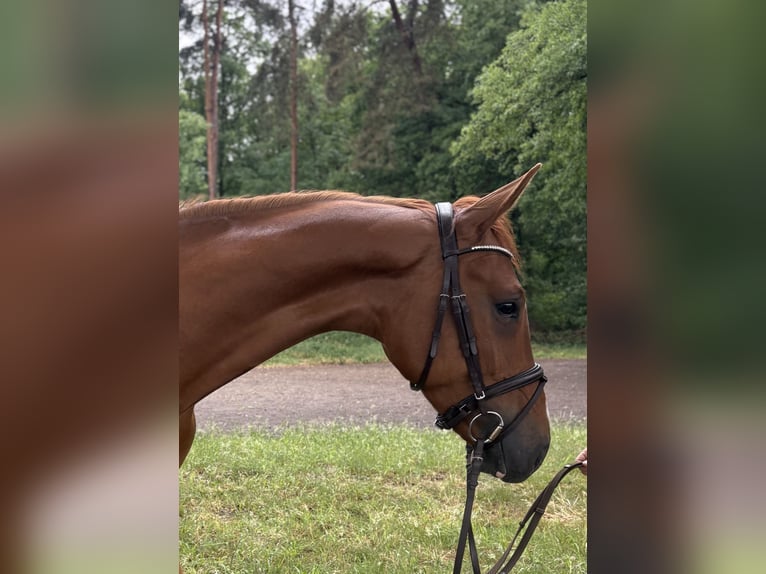 Koń westfalski Wałach 4 lat 171 cm Kasztanowata in Versmold