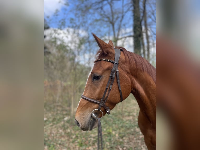 Koń westfalski Wałach 4 lat 171 cm Kasztanowata in Versmold