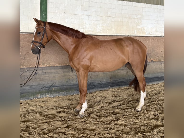 Koń westfalski Wałach 4 lat 171 cm Kasztanowata in Versmold