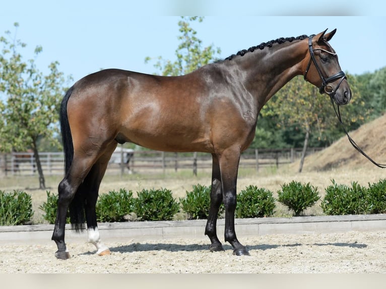 Koń westfalski Wałach 4 lat 172 cm Ciemnogniada in Sassenberg