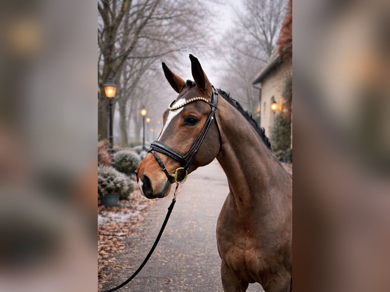 Koń westfalski Wałach 4 lat 172 cm Gniada in BielefeldBielefeld