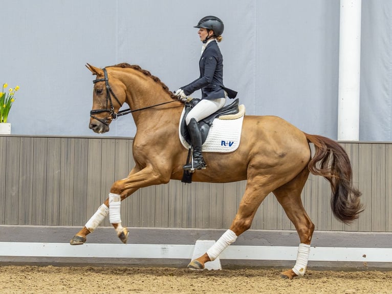Koń westfalski Wałach 4 lat 172 cm Kasztanowata in Münster-Handorf