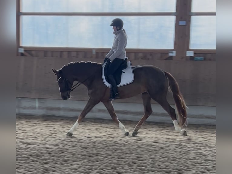Koń westfalski Wałach 4 lat 173 cm Ciemnokasztanowata in Hockenheim