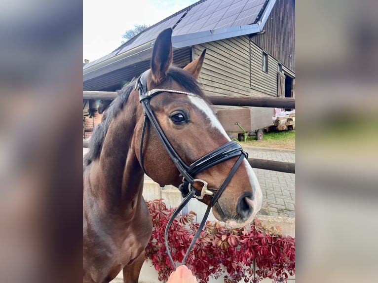 Koń westfalski Wałach 4 lat 173 cm Gniada in EnseSoest - Bilme