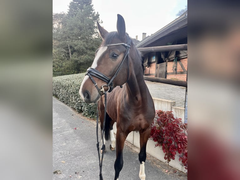 Koń westfalski Wałach 4 lat 173 cm Gniada in EnseSoest - Bilme