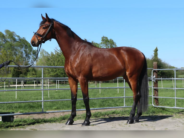 Koń westfalski Wałach 4 lat 173 cm Gniada in Ascheberg