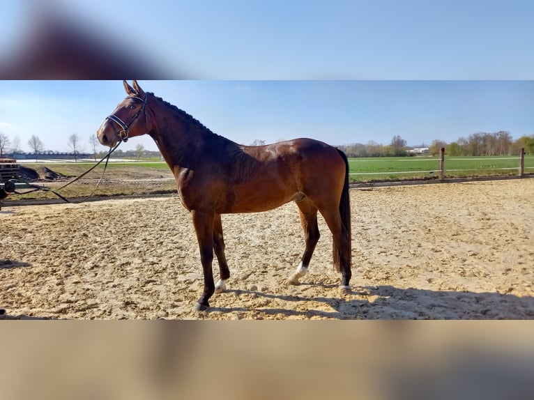 Koń westfalski Wałach 4 lat 173 cm Gniada in Rhede