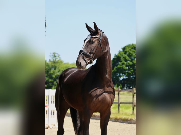 Koń westfalski Wałach 4 lat 173 cm Skarogniada in Nottuln