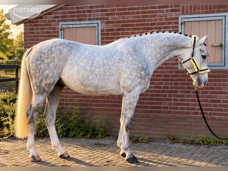 Koń westfalski Wałach 4 lat 174 cm Biała in Weert