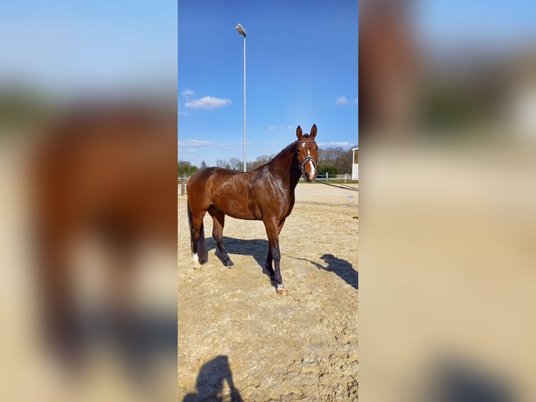 Koń westfalski Wałach 4 lat 175 cm Gniada in Rhede
